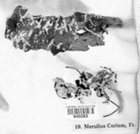 Byssomerulius corium image